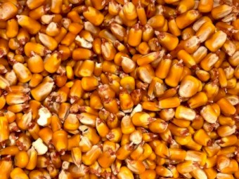 Feed Corn