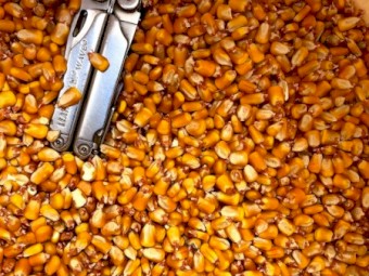 Feed Corn