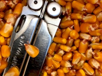 Feed Corn