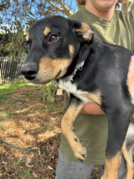 Kelpie Puppies
