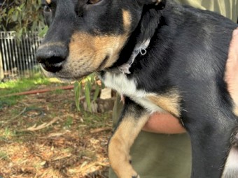 Kelpie Puppies