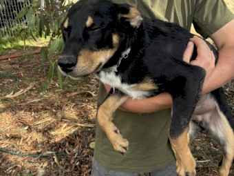 Kelpie Puppies