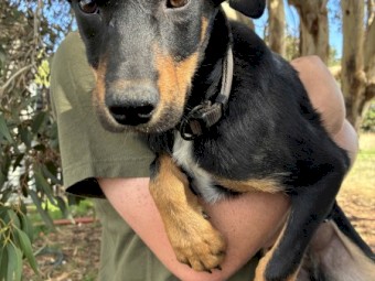 Kelpie Puppies