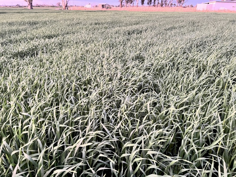 48mt Archer Oats