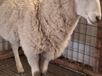 Border Leicester Ram 