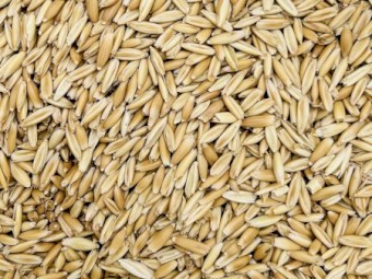 40mt Eurrabie Oats