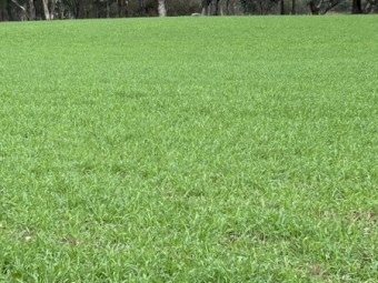 40mt Eurrabie Oats