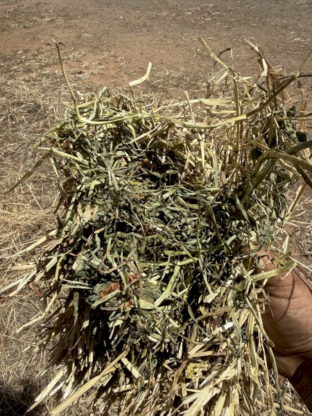 50mt Clover and Rye Hay 8x4x3 Bales