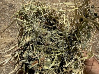 50mt Clover and Rye Hay 8x4x3 Bales
