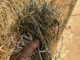 50mt Clover and Rye Hay 8x4x3 Bales