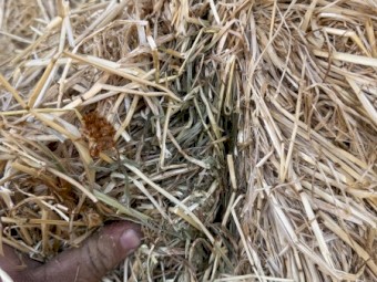 50mt Clover and Rye Hay 8x4x3 Bales