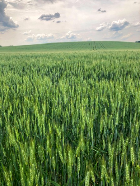 LIQUID FERTILISER - Commercial Grade