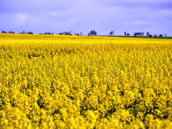 LIQUID FERTILISER - Commercial Grade