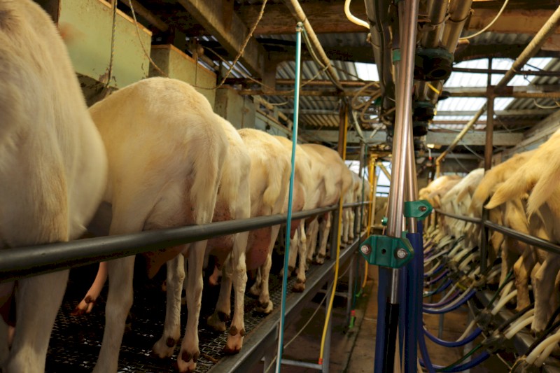 Dairy Goat Herd 