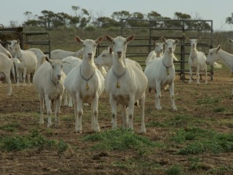 Dairy Goat Herd 