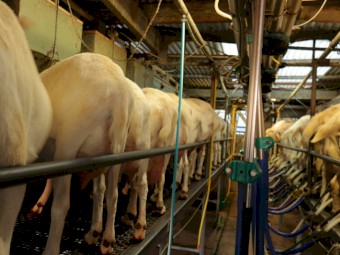 Dairy Goat Herd 