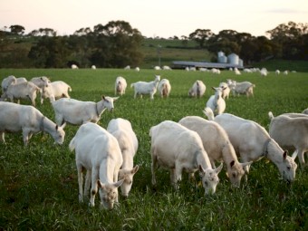 Dairy Goat Herd 