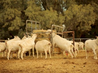 Dairy Goat Herd 