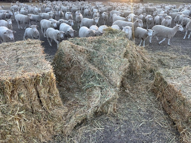 500mt Oaten Hay 650-700kg 8x4x3 Bales