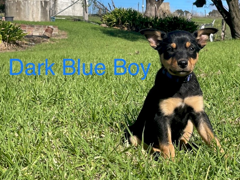 Kelpie Pups x 8