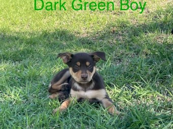 Kelpie Pups x 8