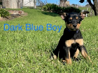 Kelpie Pups x 8