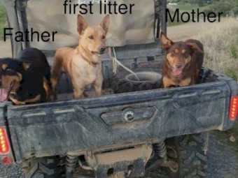 Kelpie Pups x 8