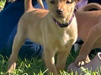 Kelpie Pups x 8