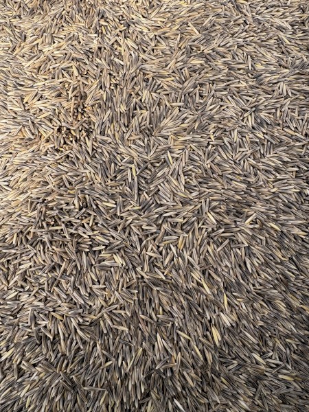 22mt Saia Oats Seed