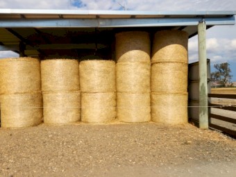 55 x Italian Ryegrass/Arrowleaf Clover Hay 5x4 Round Bales
