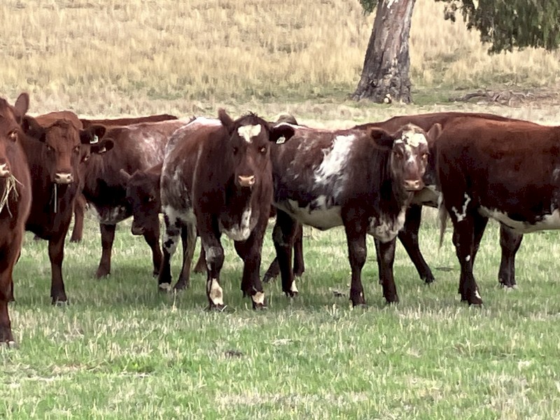 4 PTIC Cows to Calve September October