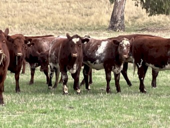 4 PTIC Cows to Calve September October