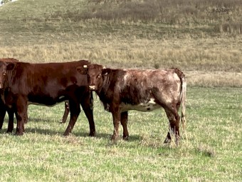 4 PTIC Cows to Calve September October