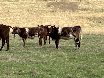 4 PTIC Cows to Calve September October