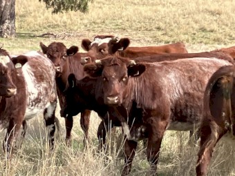 4 PTIC Cows to Calve September October