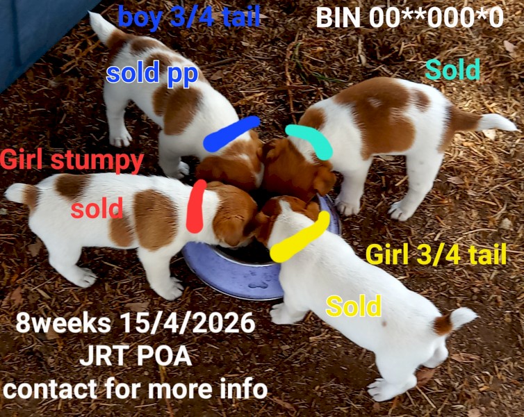 Pure Jack Russell Stumpy Tail x 3