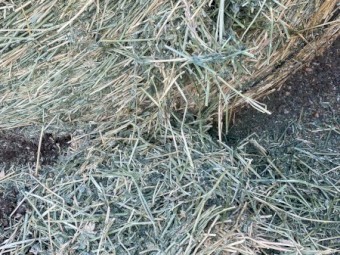 Lucerne, A1quality, 5x4 Round Bales
