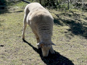 Ram Aussie White 
