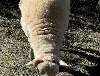 Ram Aussie White 