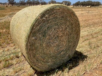 Wheaten Hay Round Bales, Fully Shedded.