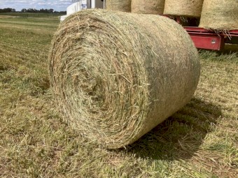 Wheaten Hay Round Bales, Fully Shedded.