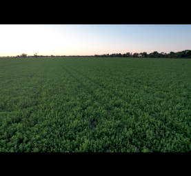 400mt Lucerne Rye Grass Hay 8x4x3 Bales