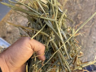 100 x Oaten Hay 8x4x3 Bales