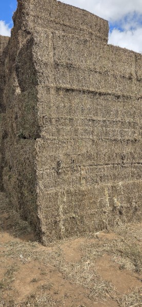 107mt Vetch Hay 600-650kg 8x4x3 Bales