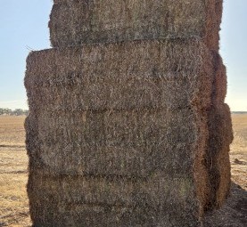 107mt Vetch Hay 600-650kg 8x4x3 Bales