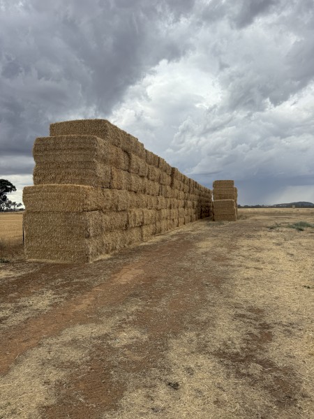 120mt Barley Tailings Straw