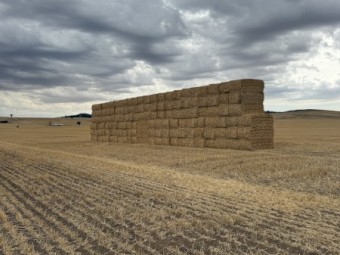 120mt Barley Tailings Straw