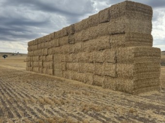 120mt Barley Tailings Straw