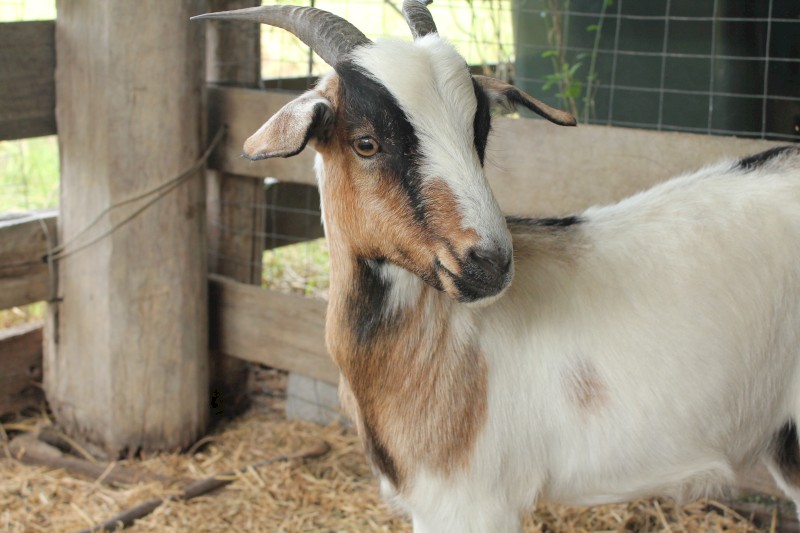 Female Goats x 2