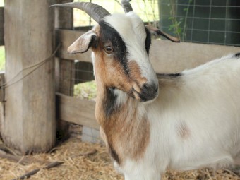 Female Goats x 2